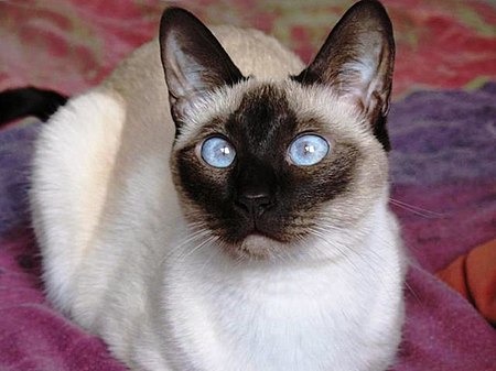 Tập_tin:Young_Siamese_Seal_Point.jpg