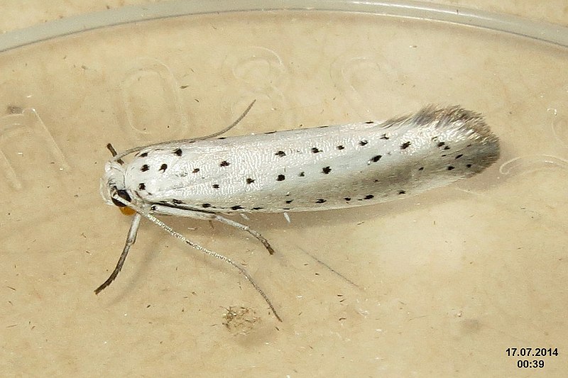 File:Yponomeuta sp. (sw) (15563521132).jpg