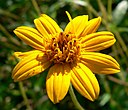 Zexmenia hispida flower 1