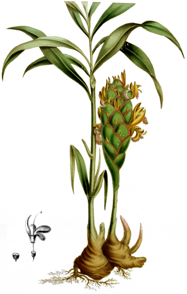 File:Zingiber officinale-Illustrations of Medical Botany-2-0097-98.png