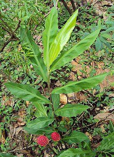 <i>Zingiber zerumbet</i> Species of flowering plant