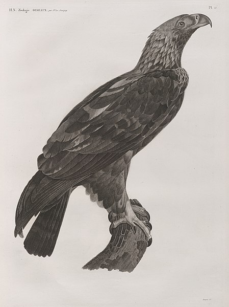 Pl.12 - Aigle de Thèbes (Aquila heliaca)