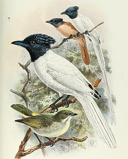 Tenggara paradise flycatcher Species of bird