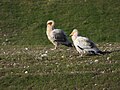 * Nomination Egyptian Vultures in Sari-Khosor nature park. Baljuvon district, Khatlon Region, Tajikistan. By User:Мухаммадсолех Оев --Красный 07:21, 16 July 2024 (UTC) * Decline  Oppose Not sharp enough and  Level of detail too low --Augustgeyler 07:51, 16 July 2024 (UTC)