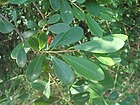 (Erythroxylum monogynum) Red cedar foliage at Kambalakonda 01.jpg