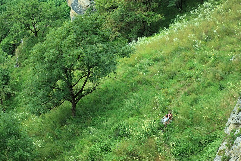 File:Деревья и насождения "Кизинки" - panoramio.jpg