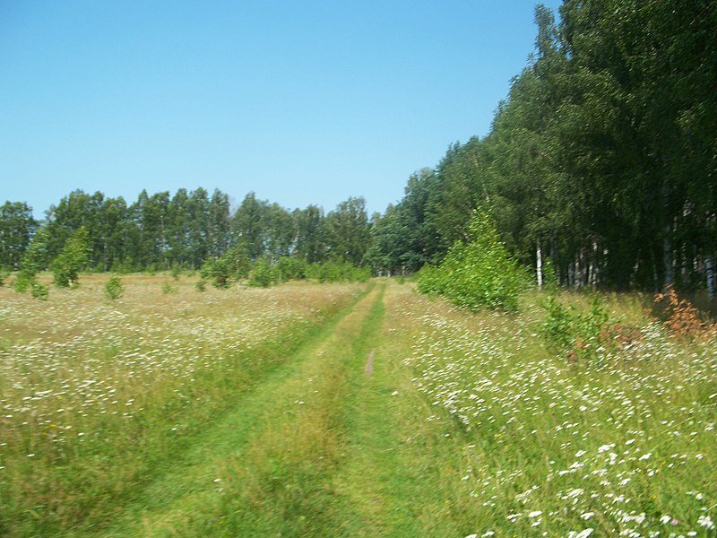 File:Дорога между полем и лесом-The road between the field and forest - panoramio.jpg