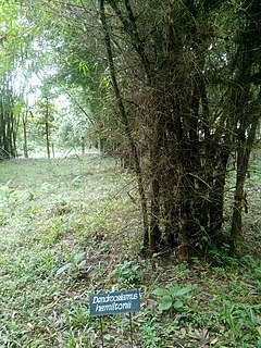 <i>Dendrocalamus hamiltonii</i> Species of grass