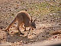 จิงโจ้ สวนสัตว์เชียงใหม่ Kangaroo in Chiang Mai Zoo (22).jpg
