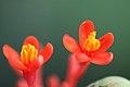 Cerrar flores de Jatropha podagrica