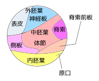 よくある、イモリの原基分布図。