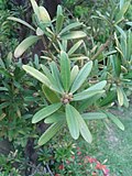 Thumbnail for Podocarpus costalis