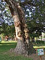 Hollow trunk, the height of the tree was 15 meters and the bust circumference was 5.7 meters in 2016. Taiwan