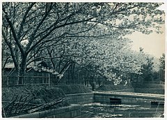 -Cherry Trees Along a Canal- MET DP136250.jpg