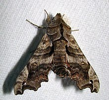 - 7871 - Deidamia inscriptum - Lettered Sphinx Moth (16077646868).jpg