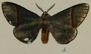 <i>Epanaphe moloneyi</i> Species of moth