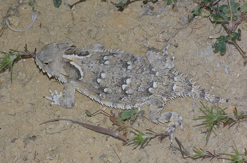 File:09-035 Horned Lizard (Phyrnosoma coronatum) (3481418737).jpg