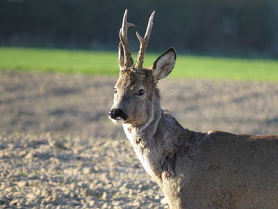 English: Roe deer - male Polski: Sarna - kozioł