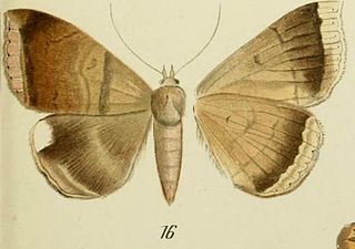 <i>Achaea mormoides</i> Species of moth