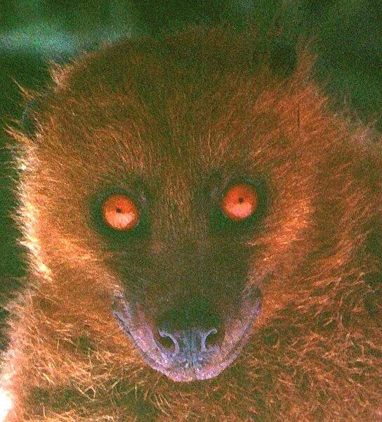 File:1977.05.03 Fijian Monkey-faced Bat ,Taveuni, Fiji 3443 ccccr.jpg