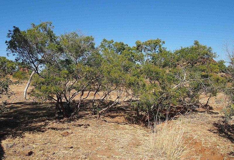 File:1 melaleuca bracteata habitus.jpg