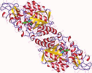 <span class="mw-page-title-main">N-acetylneuraminate synthase</span> Class of enzymes