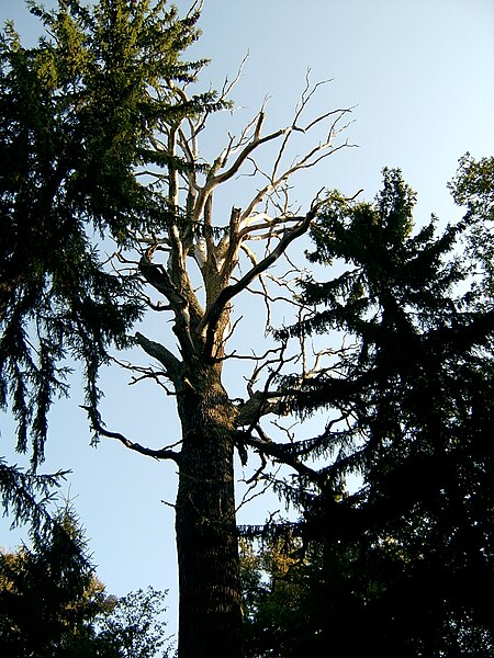 File:2005-09 Białowieski Park Narodowy 11.jpg