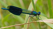 Calopteryx splendens \u2013 Wikimedia Commons