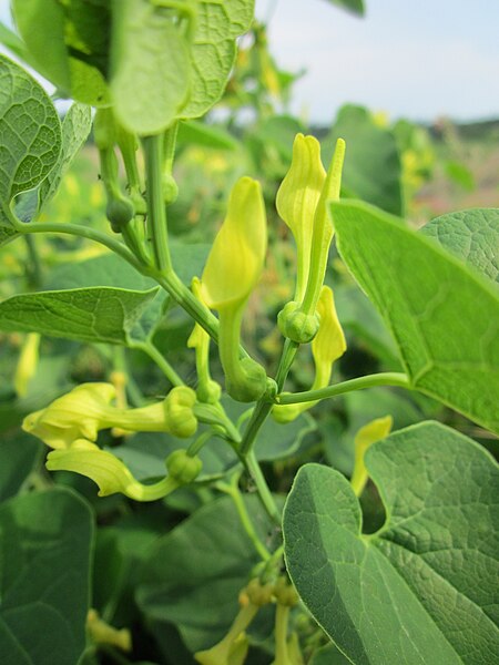 File:20130619Osterluzei Oftersheim2.jpg