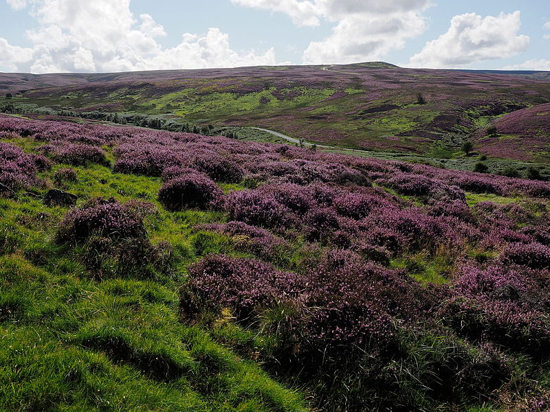 File:2015 Cogden Moor in bloom.jpg