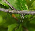 (Westliche) Weidenjungfer - Lestes viridis, Paar bei Eiablage