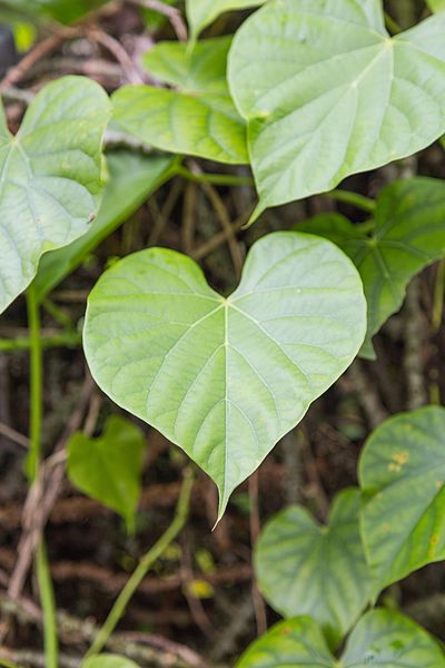 File:2016 Singapur, Ogrody botaniczne (197).jpg