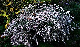 'Chloe' in full bloom 26-28 Aster 'Chloe' - Garten Dietrich.jpg