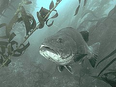 Giant black sea bass, San Clemente Island