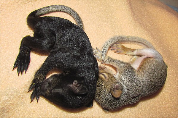 Juvenile grey squirrels from two different litters.