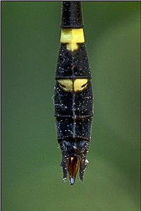 3 Macromia irata.jpg