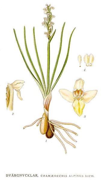 File:409 Chamaeorchis alpinus.jpg