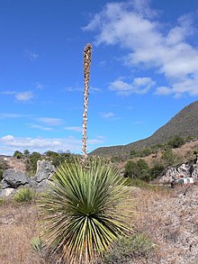 Dasylirion serratifolium