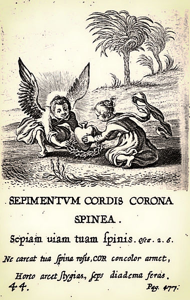 File:44. Sepimentum Cordis Corona Spinea.jpg