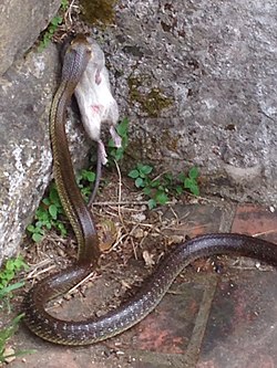6 Aesculapian Snake in Tuscany Italy..jpg