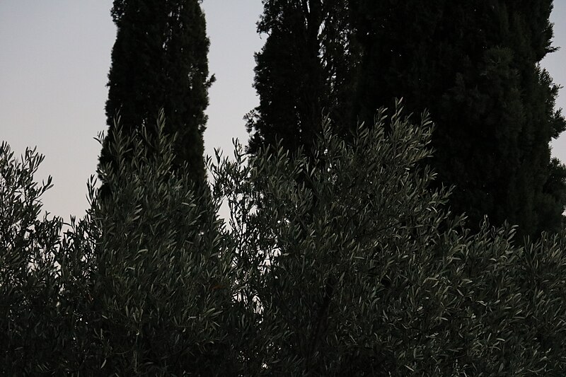 File:7A rest stop in the South of France - a tree.jpg