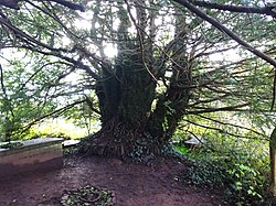 The truck and branches of the smaller of the genetically identical yew trees at Defynnog A Defynnog Yew bole, Powys, Wales.jpg