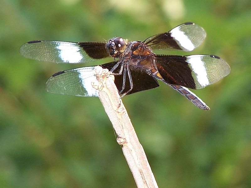 File:A Perched Dragonfly.jpg