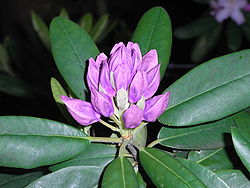 A Rhododendron buds wp uf.jpg