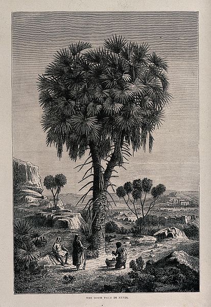 File:A doum palm tree (Hyphaene thebaica) in Nubia sheltering 3 p Wellcome V0043198.jpg