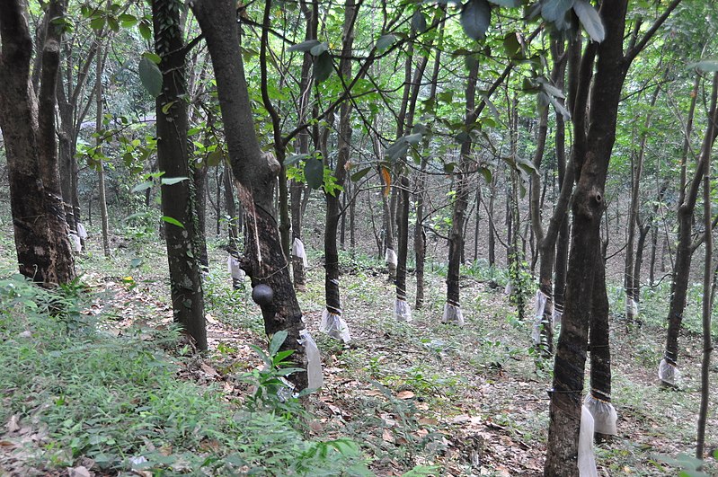 File:A rubber plantation by the roadside (27946453973).jpg