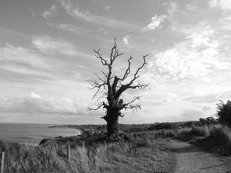 File:A tree along the Cliff Walk from Bray to Greystones.jpg