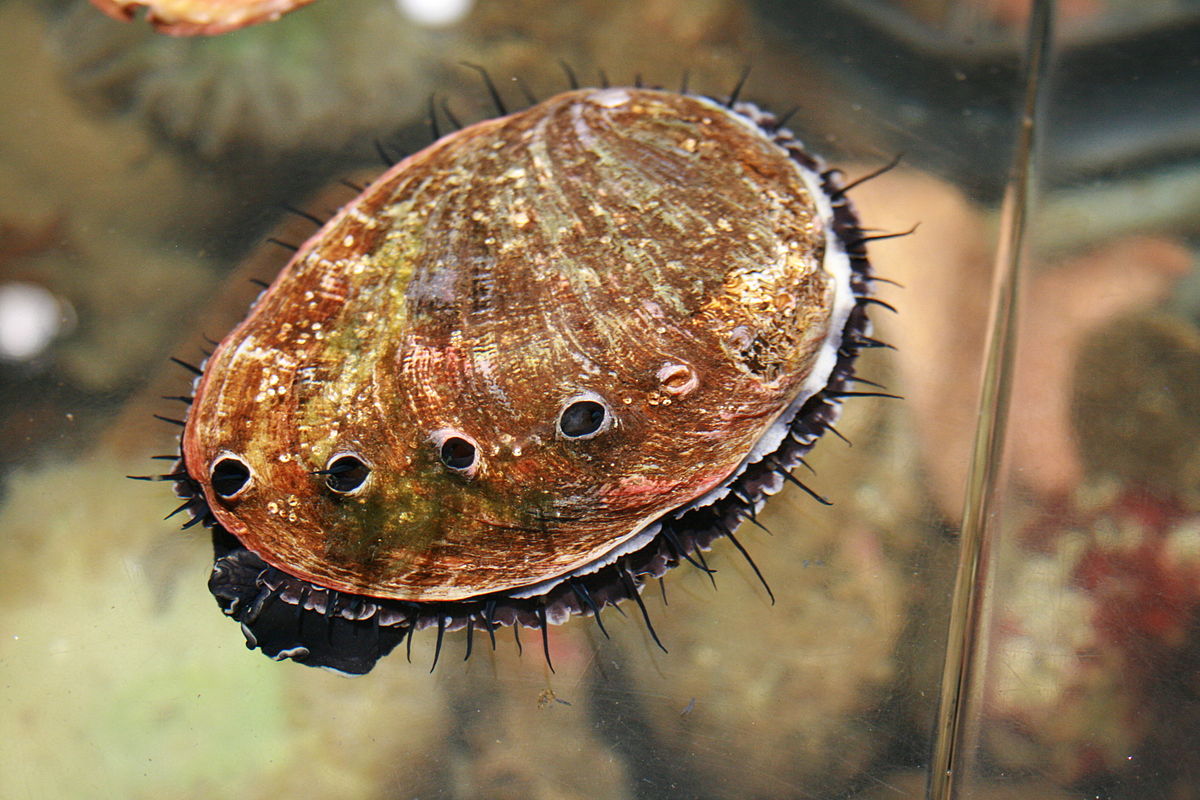 Abalone  Simple English Wikipedia, the free encyclopedia