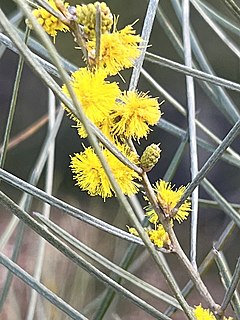 <i>Acacia curranii</i> Species of legume