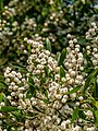 Acacia melanoxylon inflorescences, 7th Brigade Park, Chermside, Queensland.